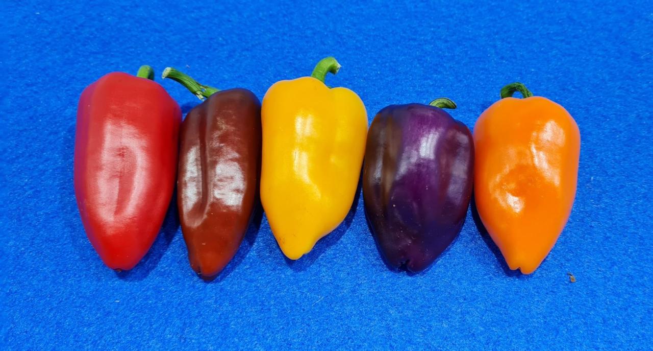 Chili Seeds