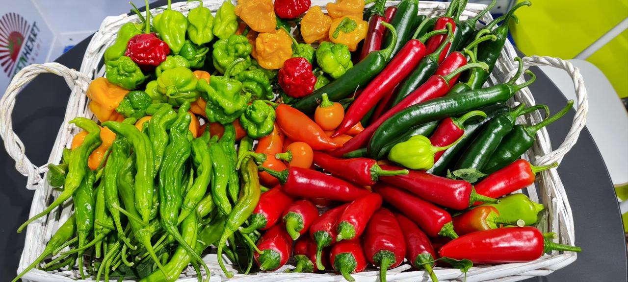Chilli Seeds