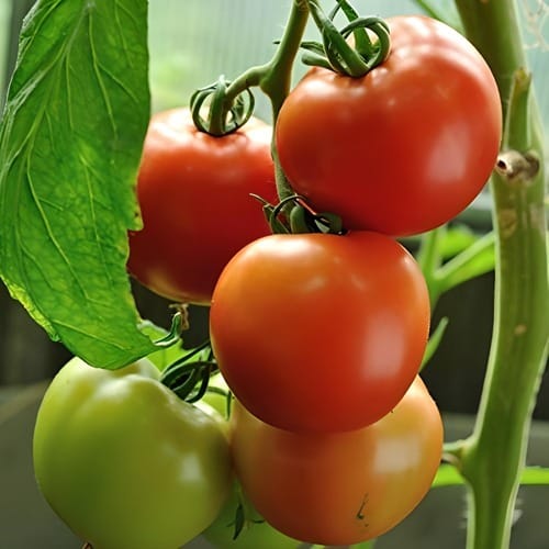 Tomato Seeds