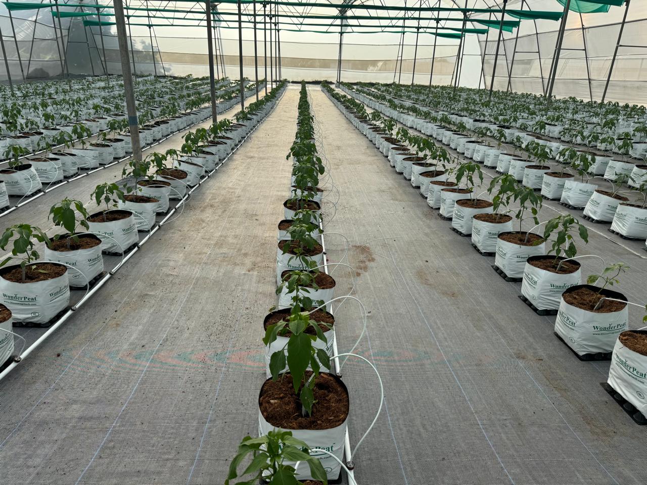 Greenhouse