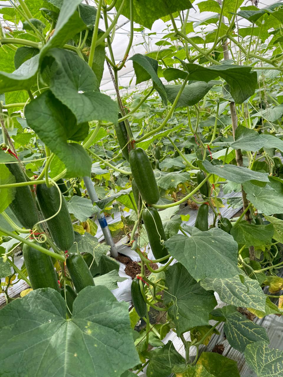 Harvest Day