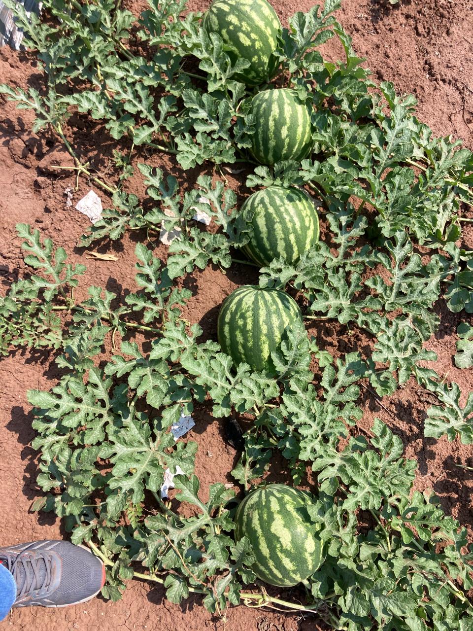 Tomato Seeds
