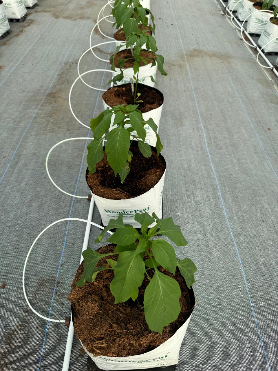 Brinjal Seeds