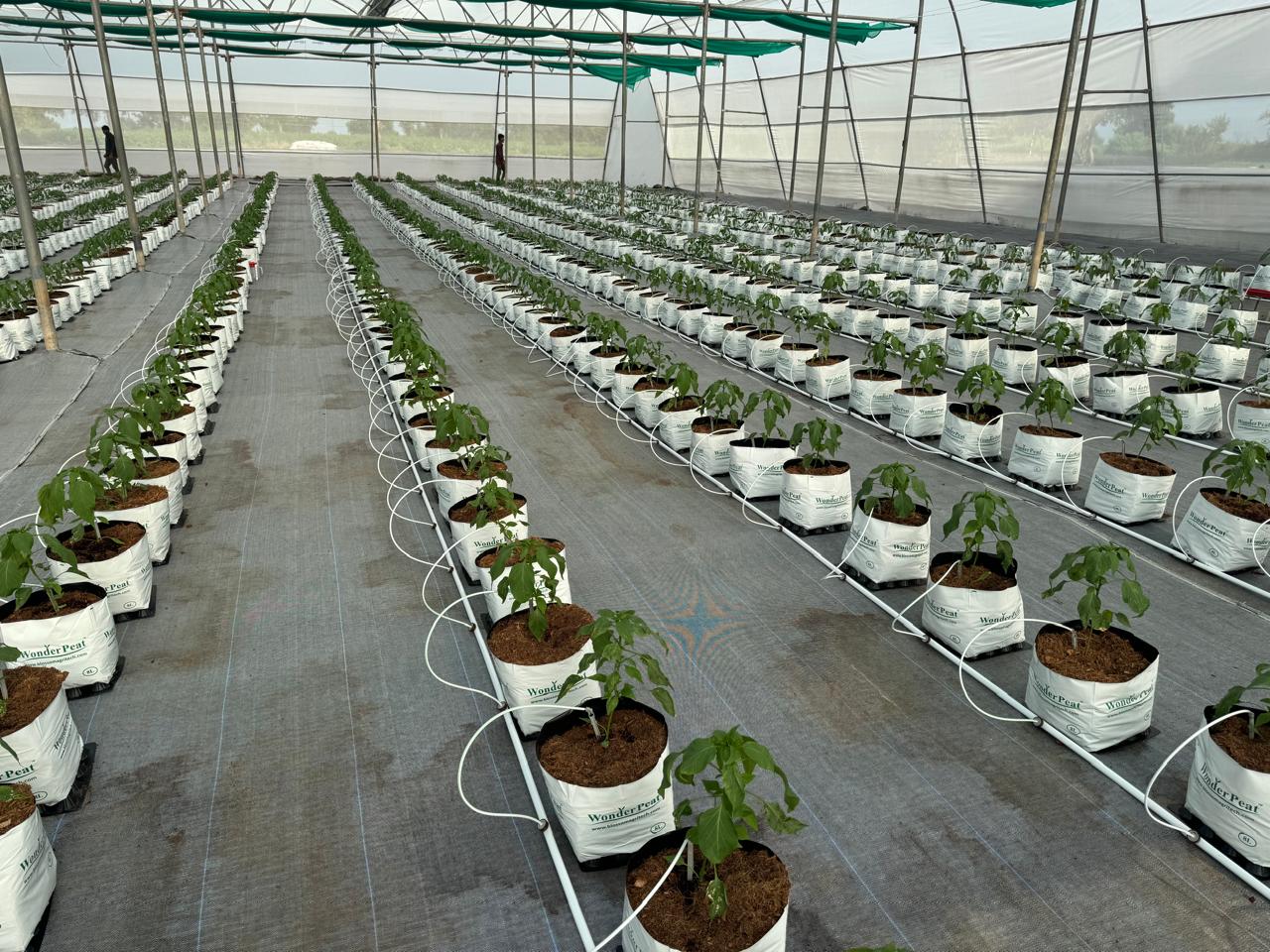 Brinjal Seeds