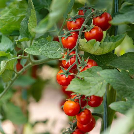 Tomato Seeds