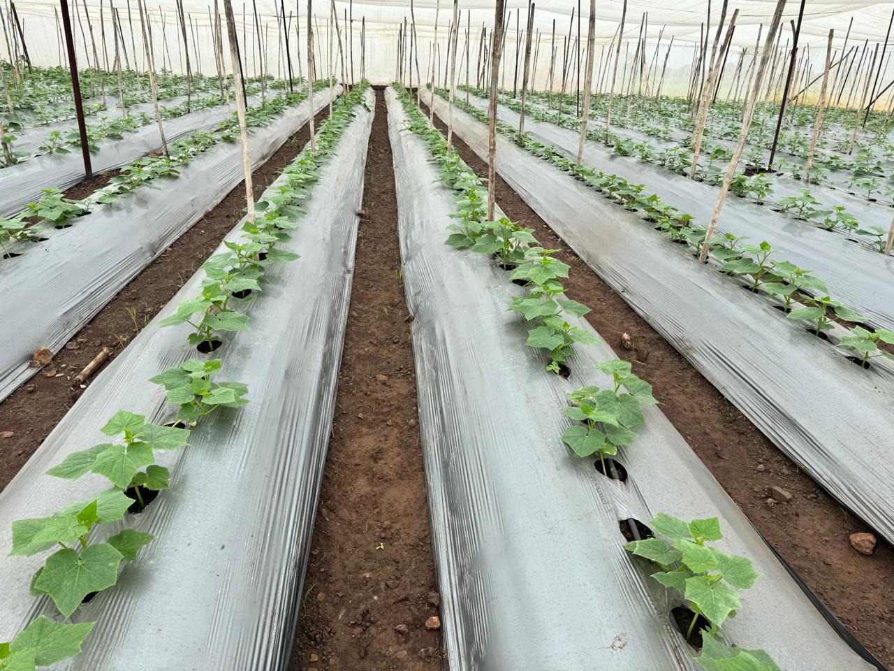 Crop Trials